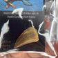 Mosasaurus Anceps Tooth