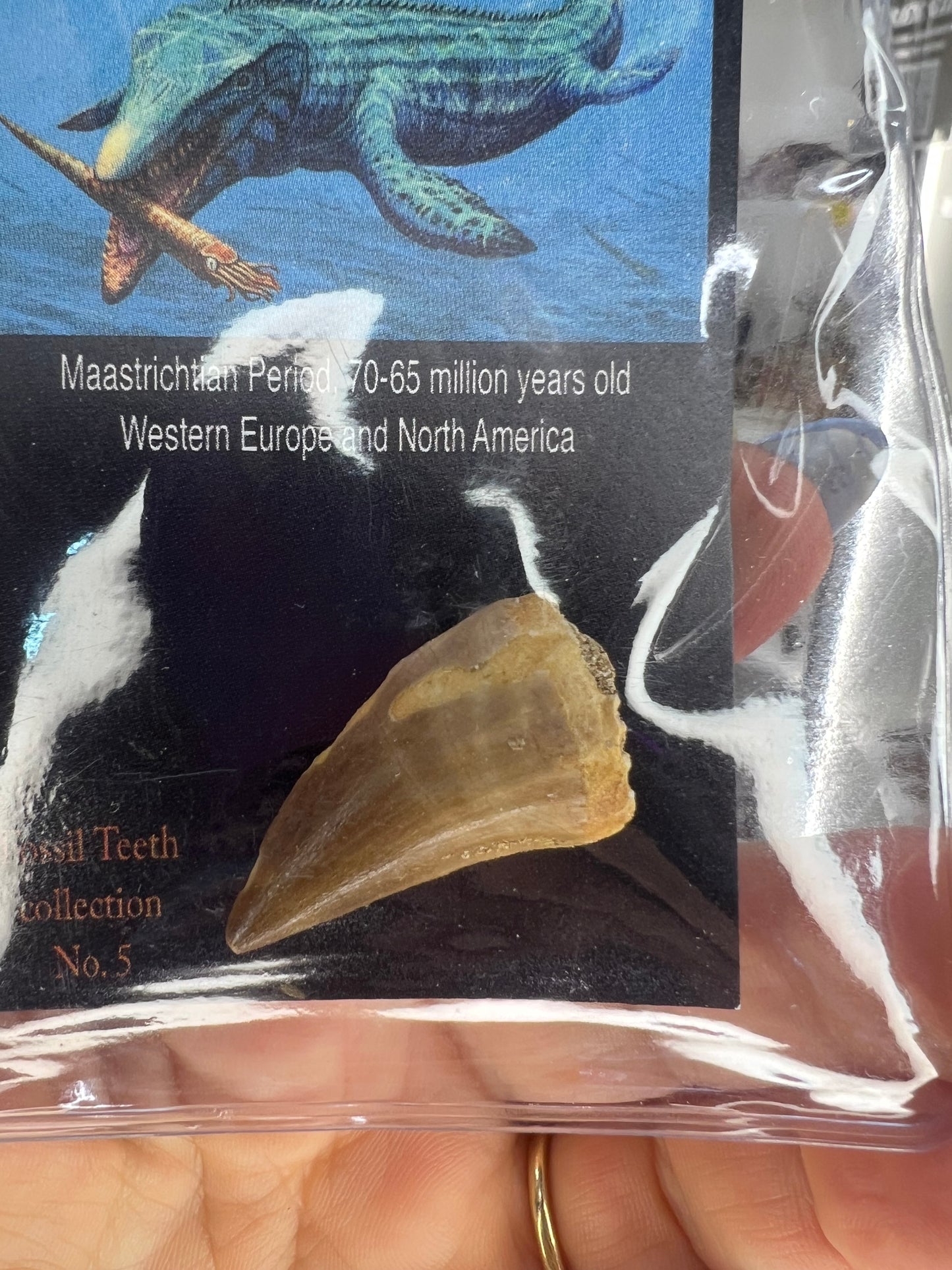Mosasaurus Anceps Tooth