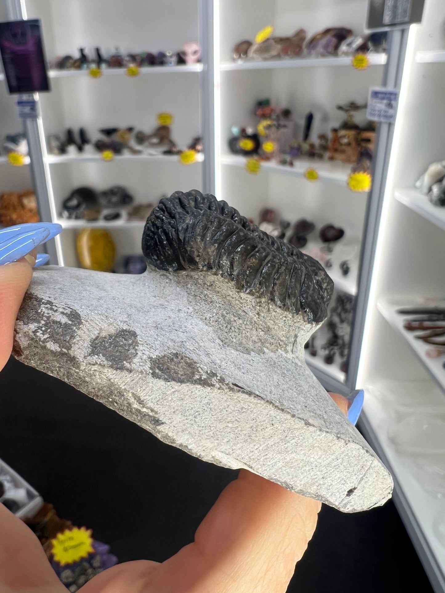 Trilobite in Matrix