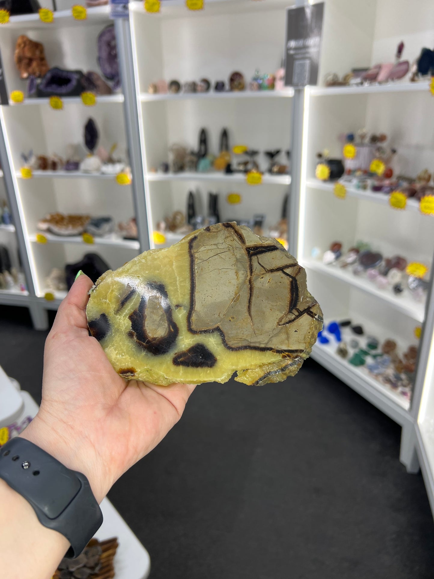 Septarian Slab