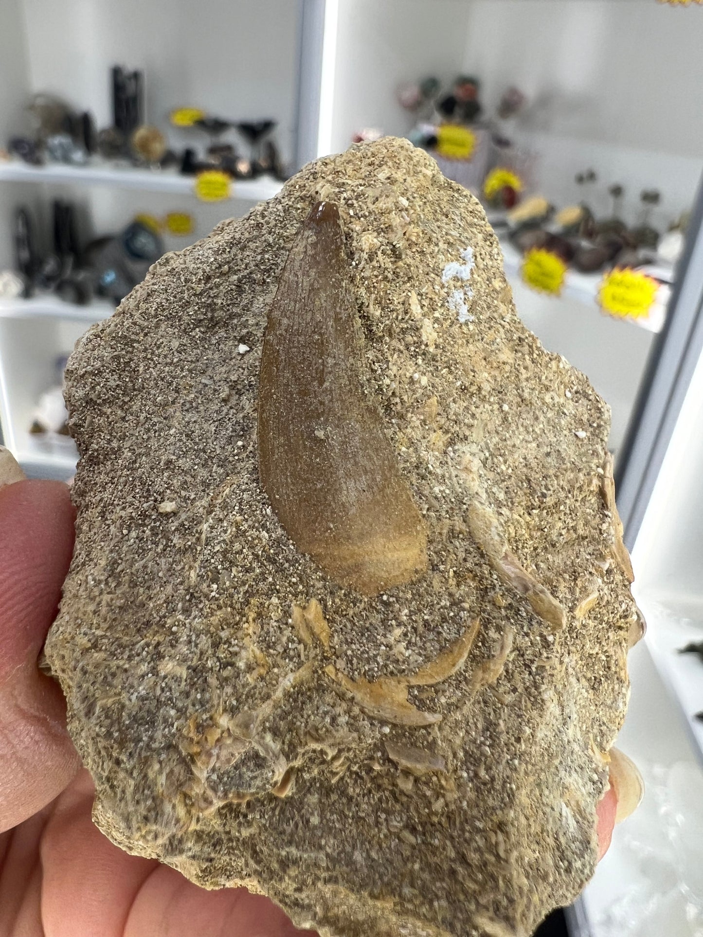 Dinosaur Tooth in Matrix