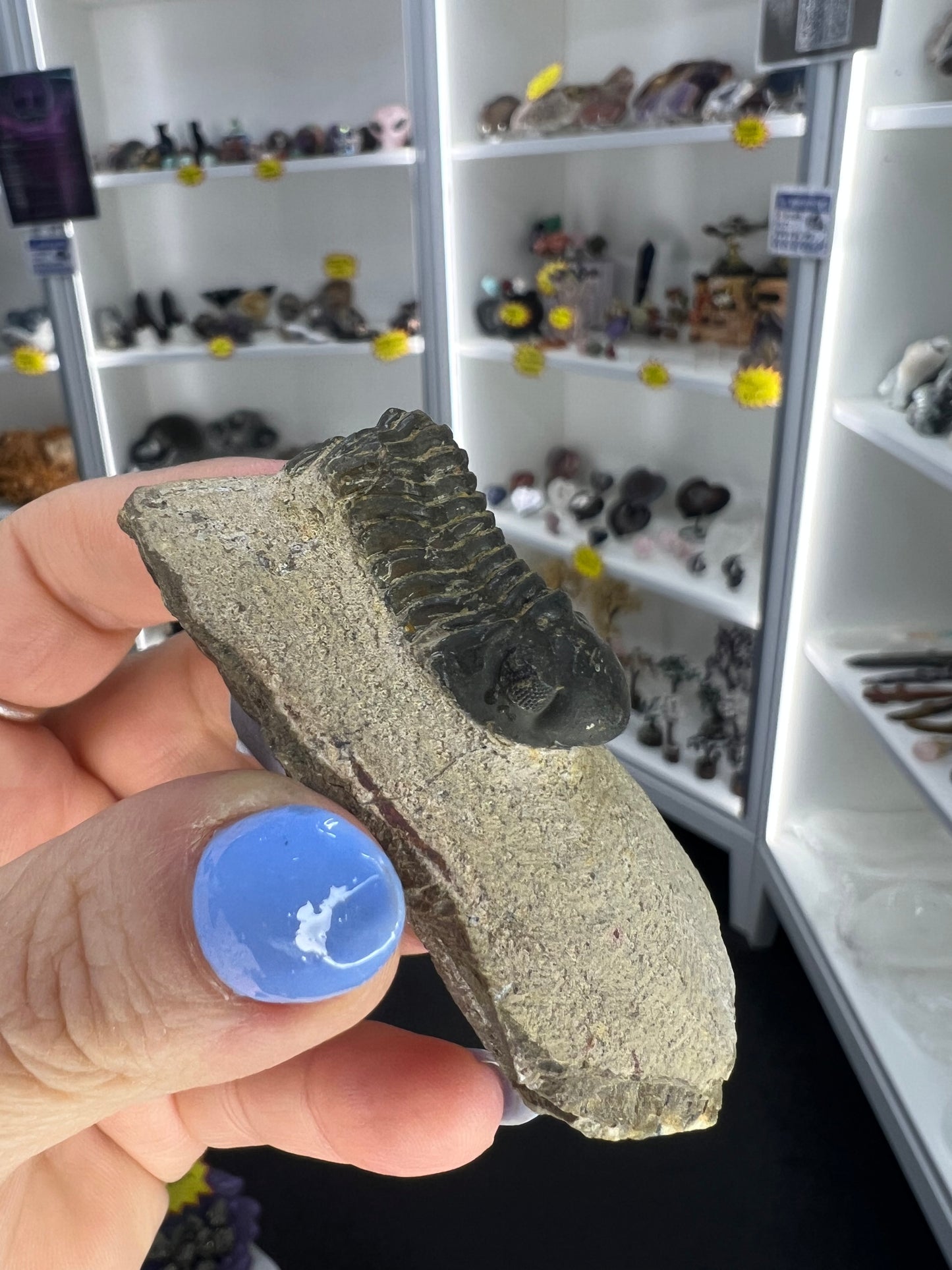 Trilobite in Matrix