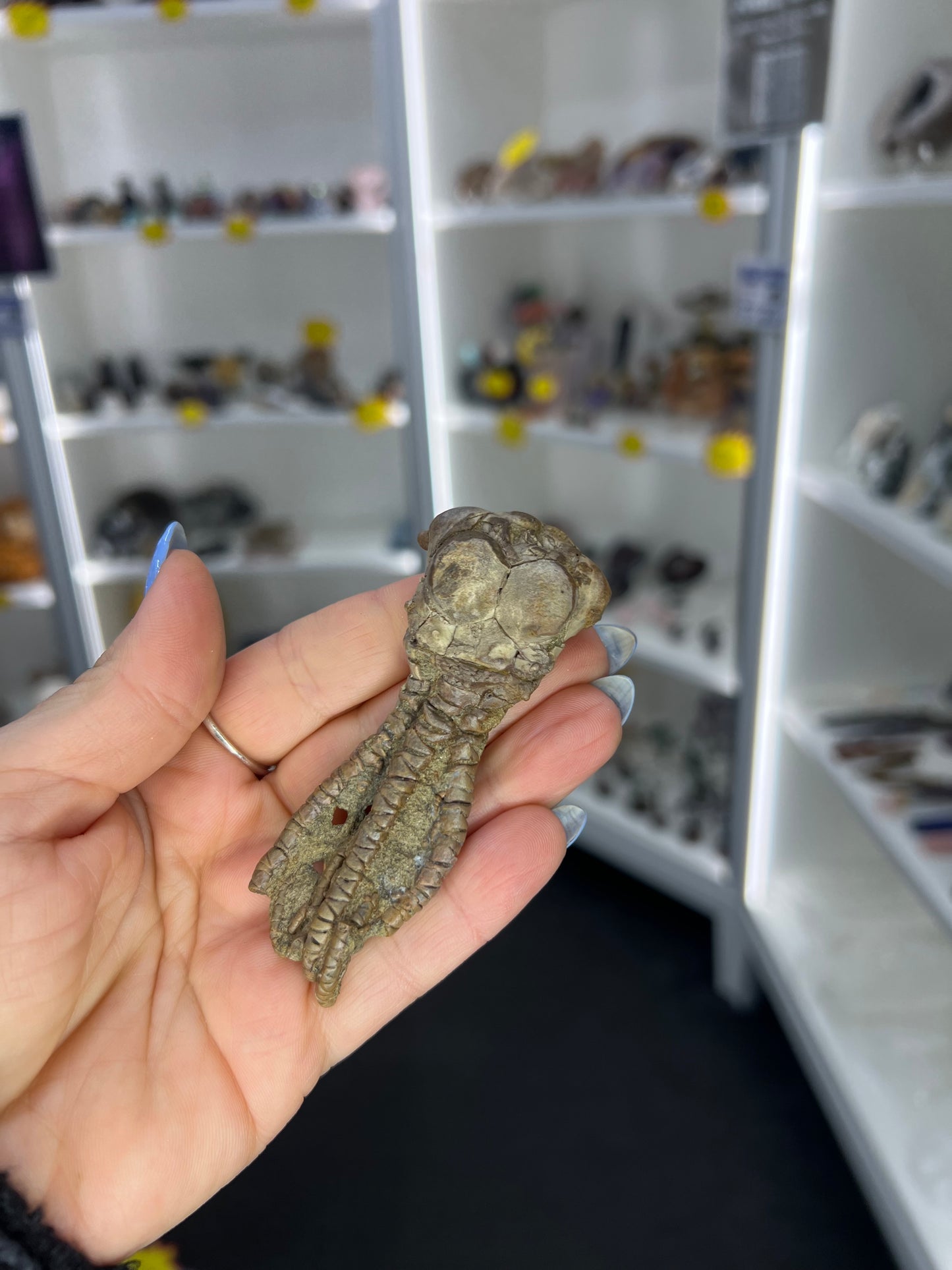 Jimbacriinus Bostocki Crinoid in Matrix
