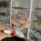 Pink Agate Forever Rose