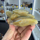 Caribbean Calcite Turtle