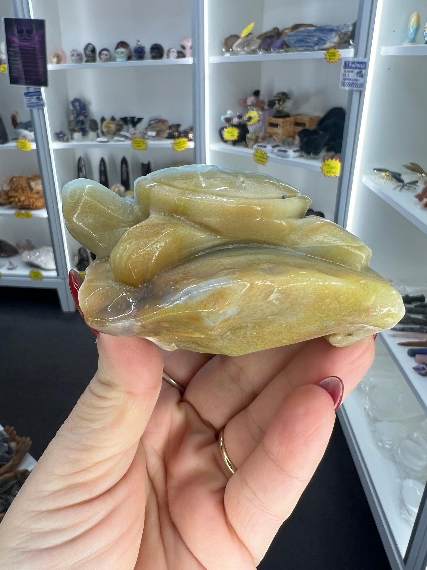 Caribbean Calcite Turtle
