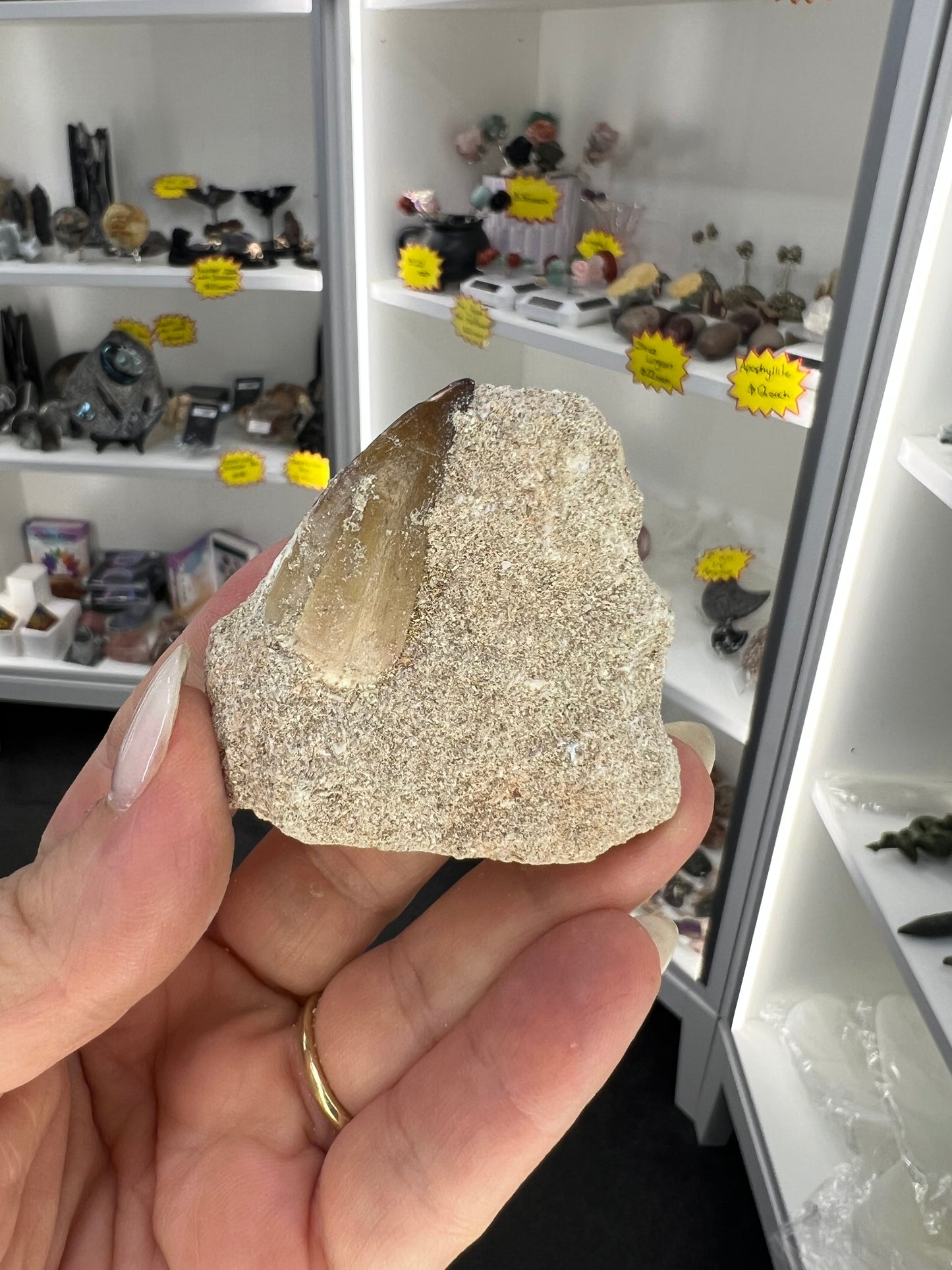 Dinosaur Tooth in Matrix