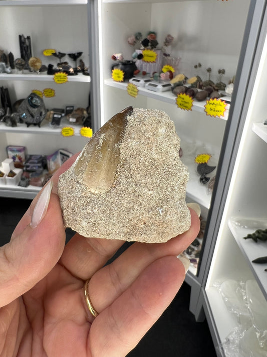 Dinosaur Tooth in Matrix