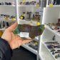 Bloodstone Slab