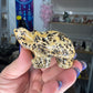 Picture Stone Jasper Turtle
