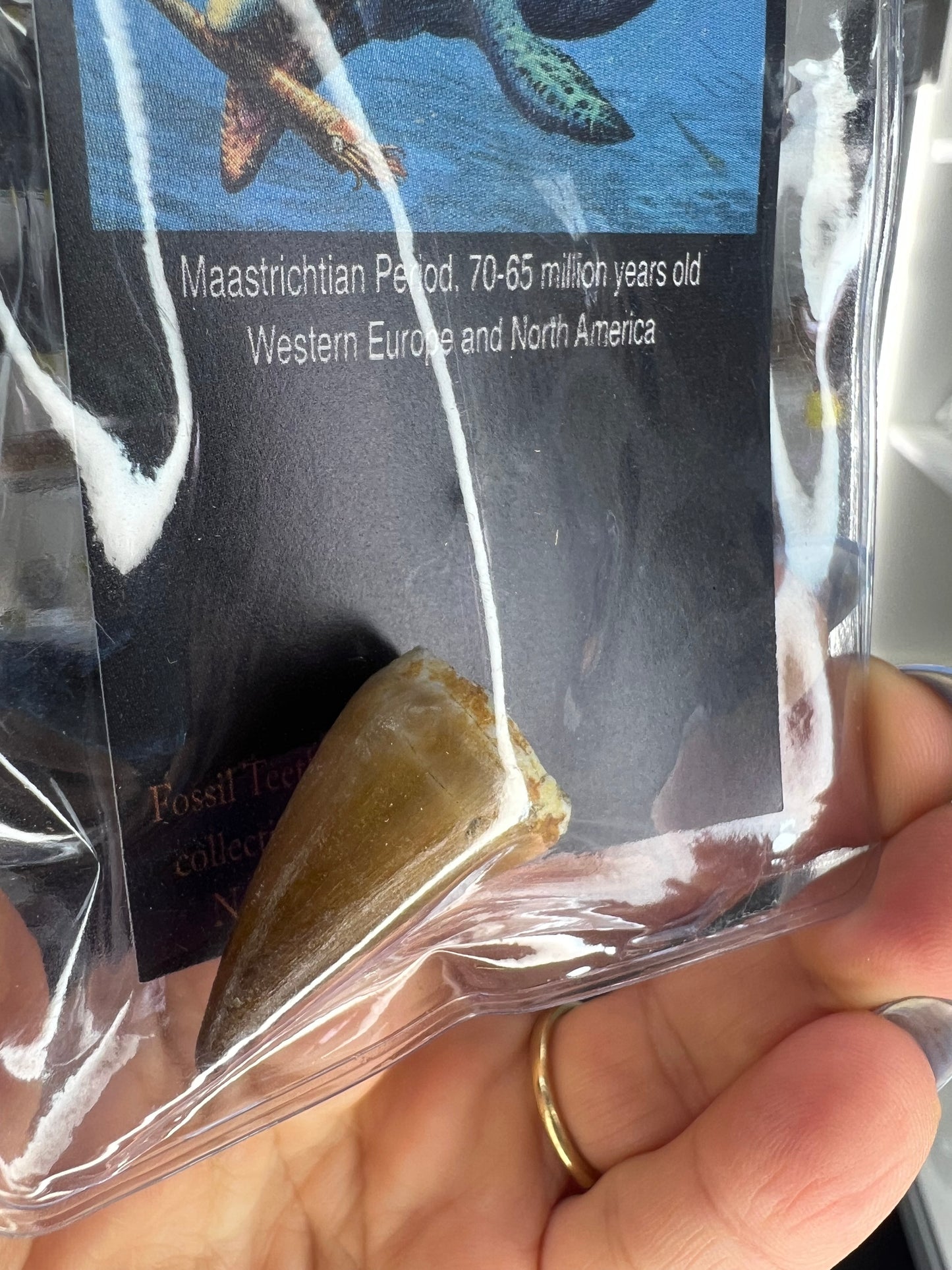 Mosasaurus Anceps Tooth