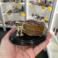 Boulder Opal with Dinosaur