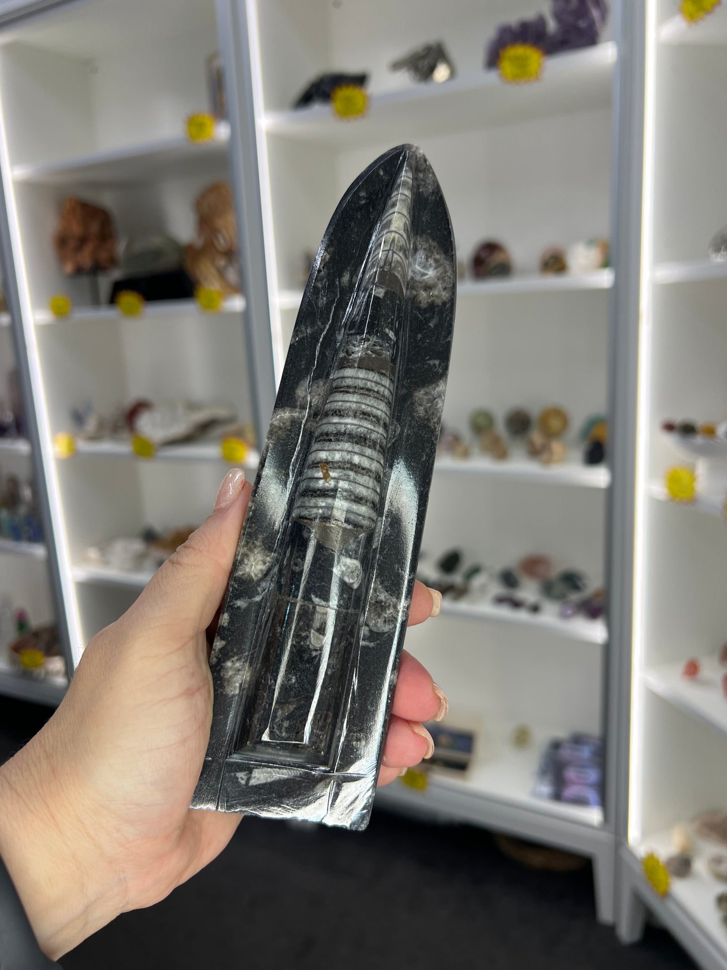 Orthoceras Totem