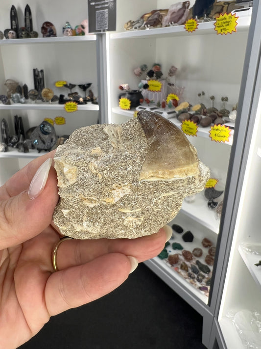 Dinosaur Tooth in Matrix