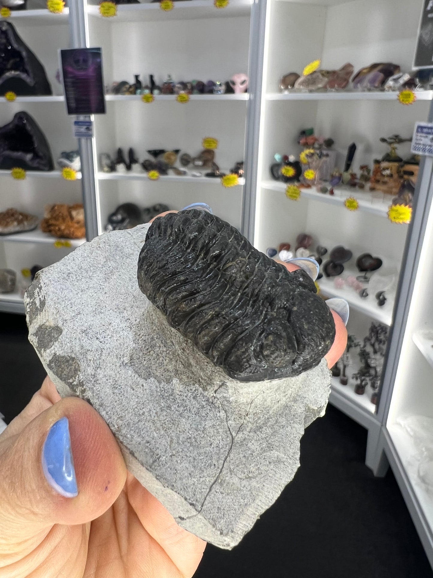 Trilobite in Matrix