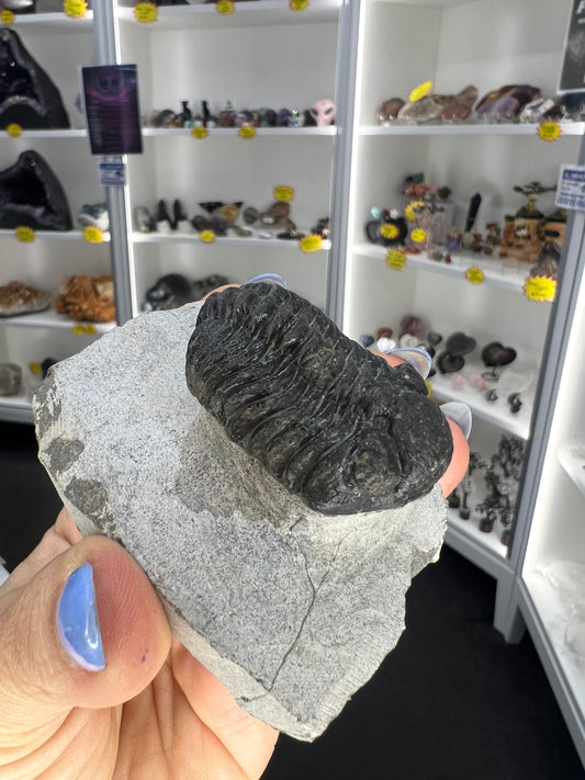Trilobite in Matrix