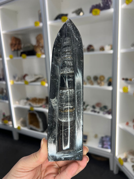 Orthoceras Totem