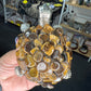 Tiger Eye Turtle