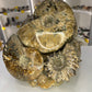 Absolutely Incredible Ammonite Cluster