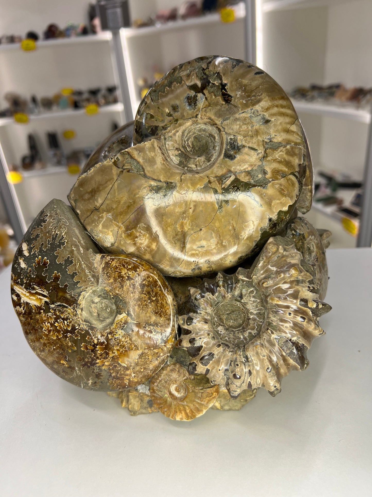 Absolutely Incredible Ammonite Cluster
