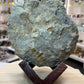 Agadir Ammonite Fossil on Wooden Stand