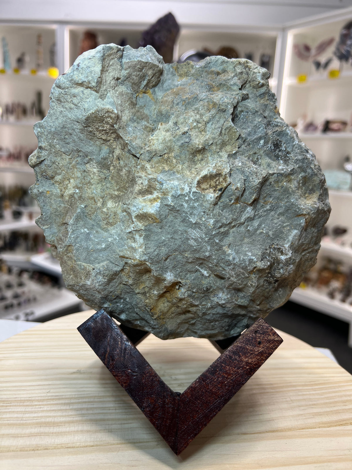 Agadir Ammonite Fossil on Wooden Stand