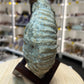 Agadir Ammonite Fossil on Wooden Stand