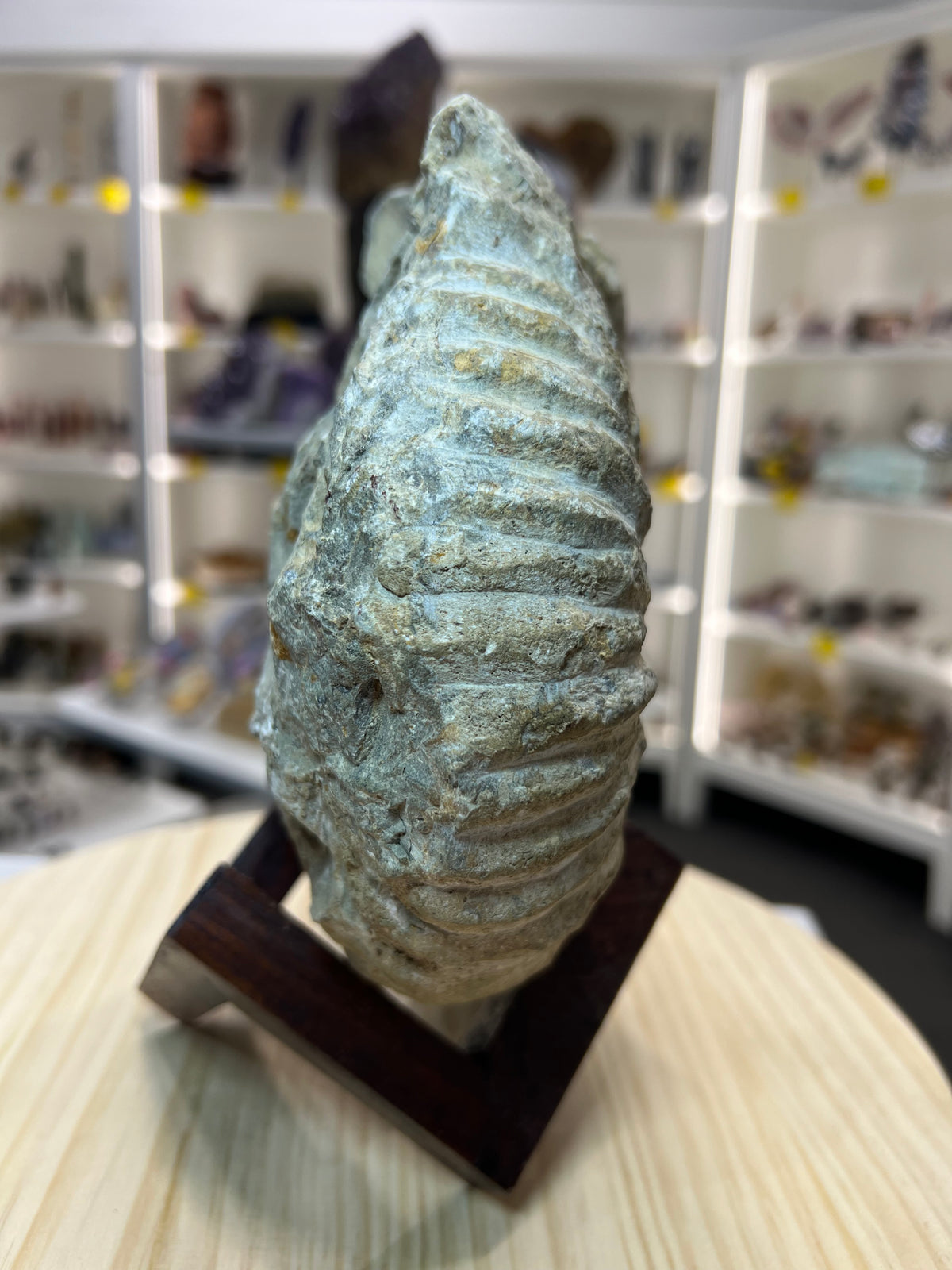 Agadir Ammonite Fossil on Wooden Stand