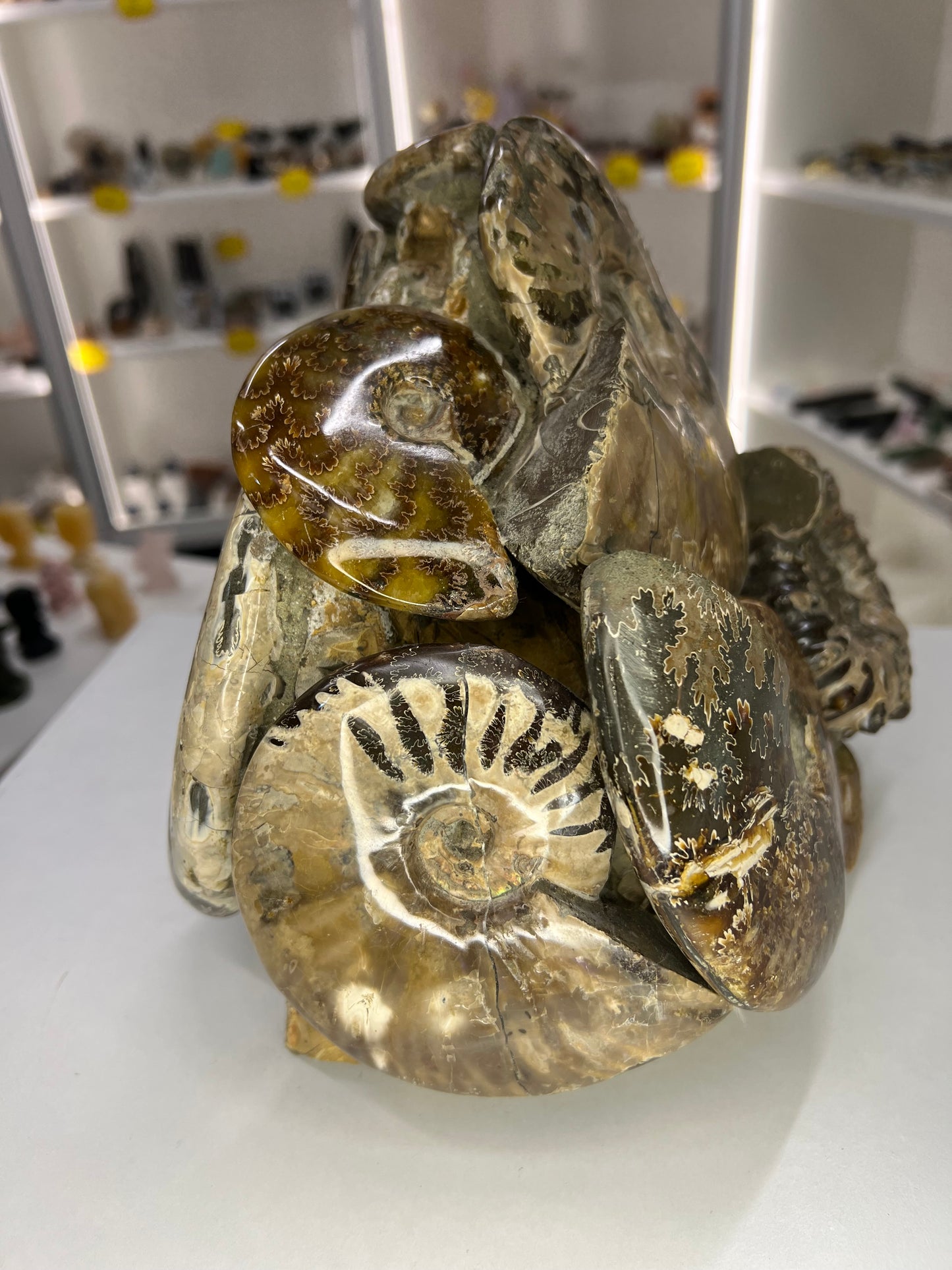 Absolutely Incredible Ammonite Cluster