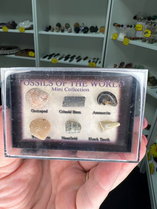Fossils of the World Box