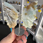 Caribbean Calcite Butterfly