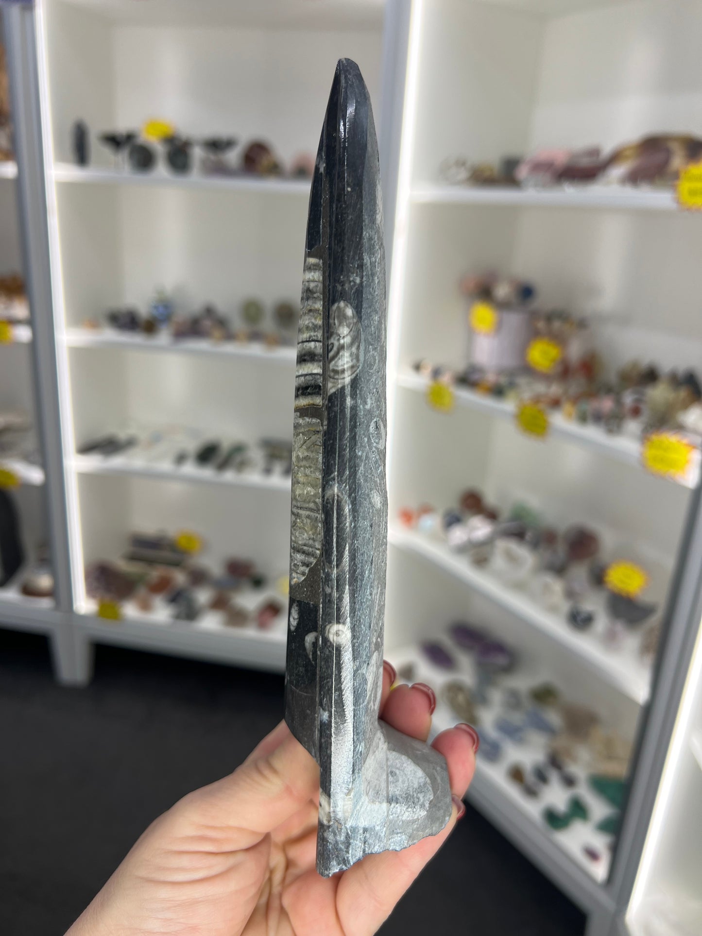Orthoceras Totem