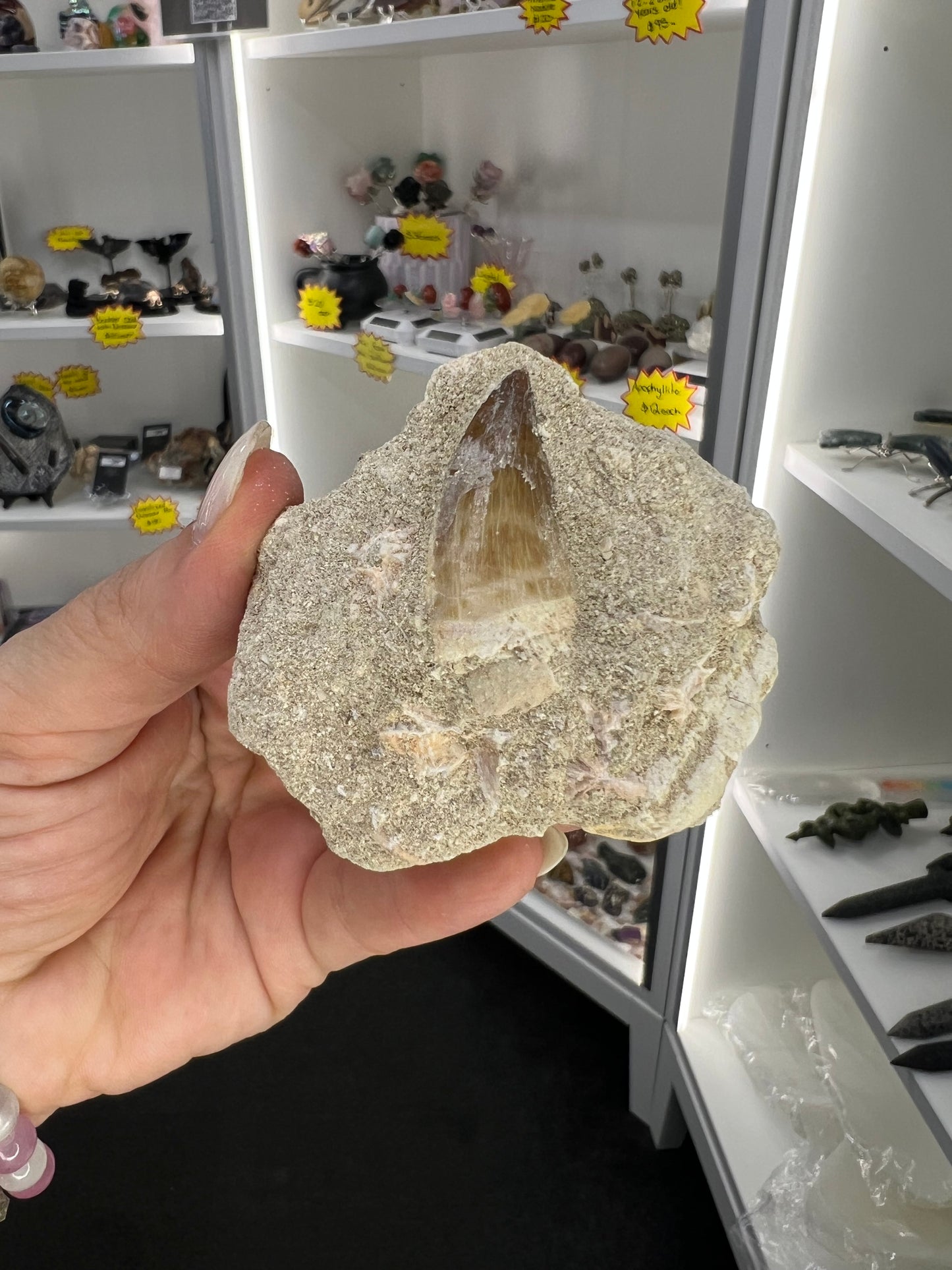 Dinosaur Tooth in Matrix