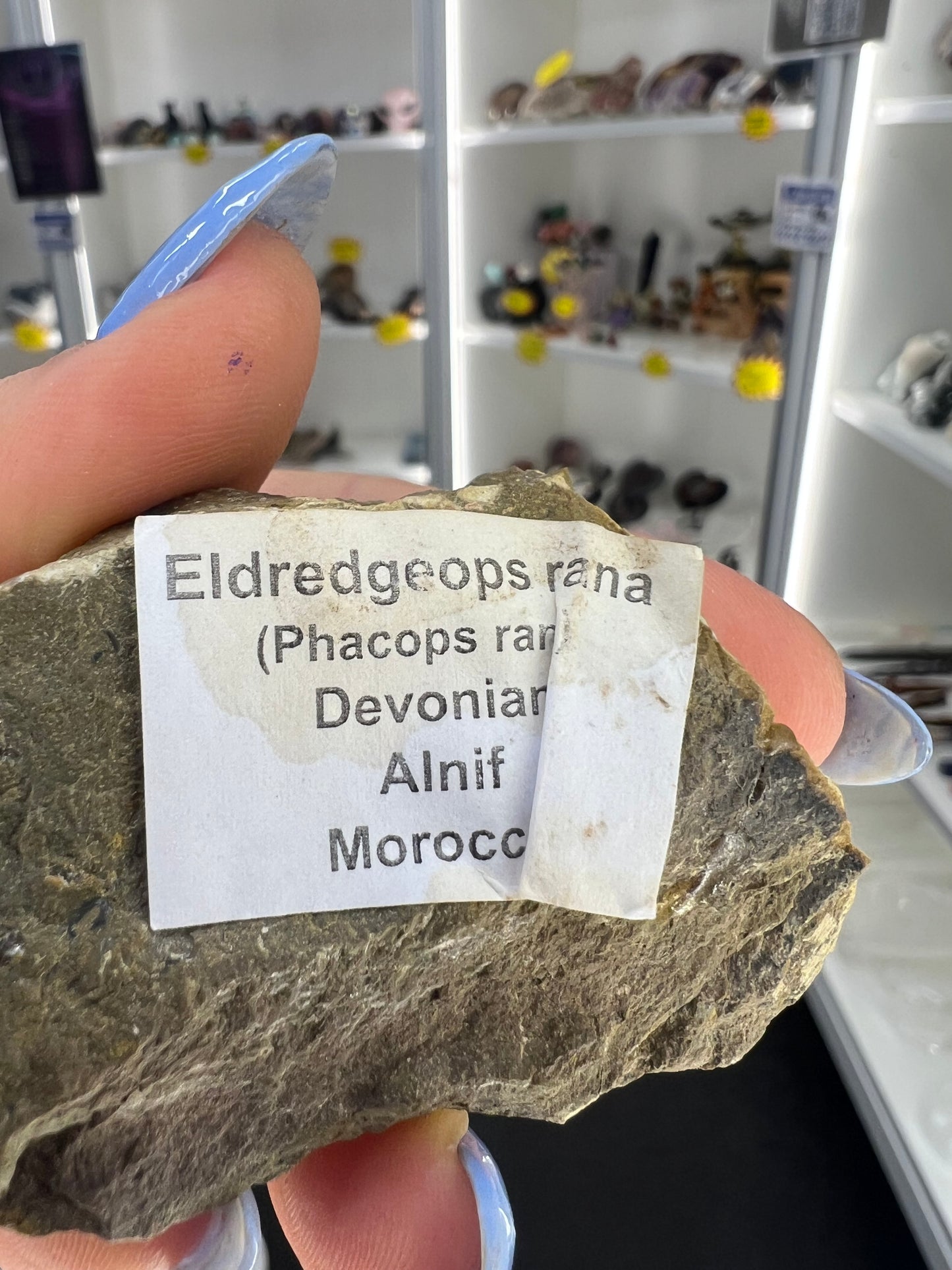 Trilobite in Matrix