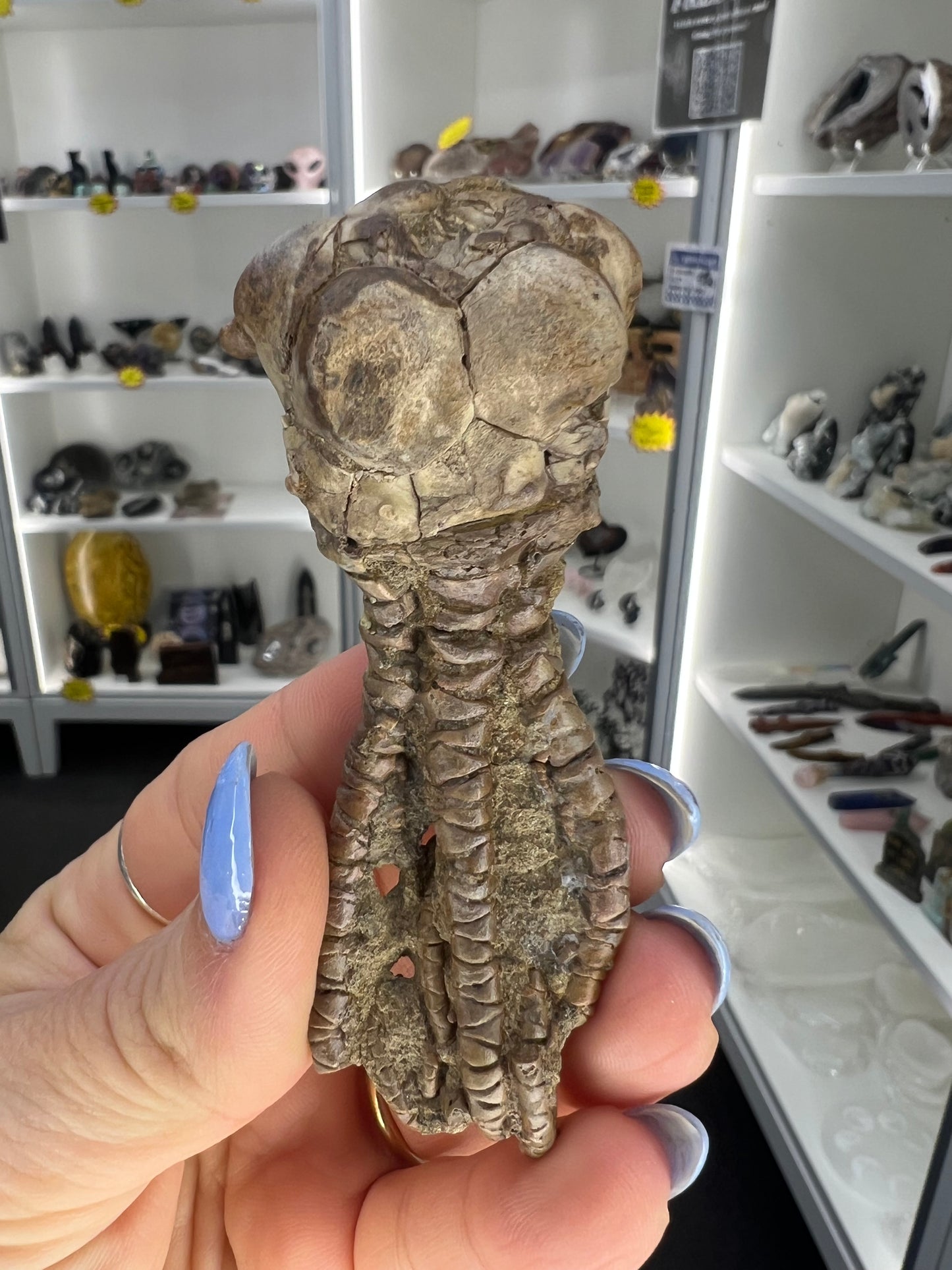 Jimbacriinus Bostocki Crinoid in Matrix