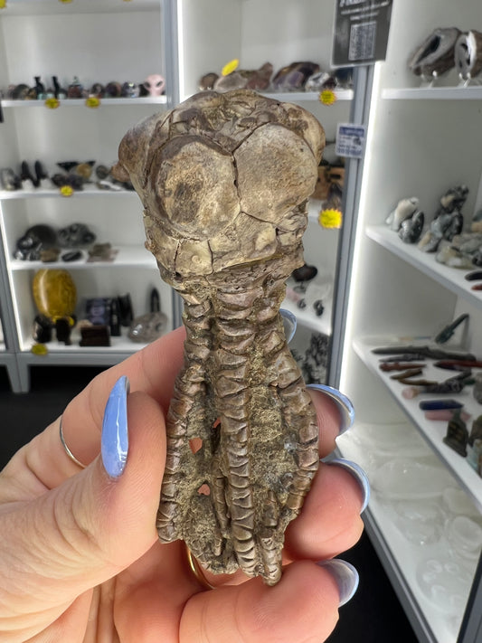 Jimbacriinus Bostocki Crinoid in Matrix
