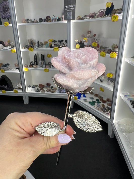 Pink Opal Forever Rose