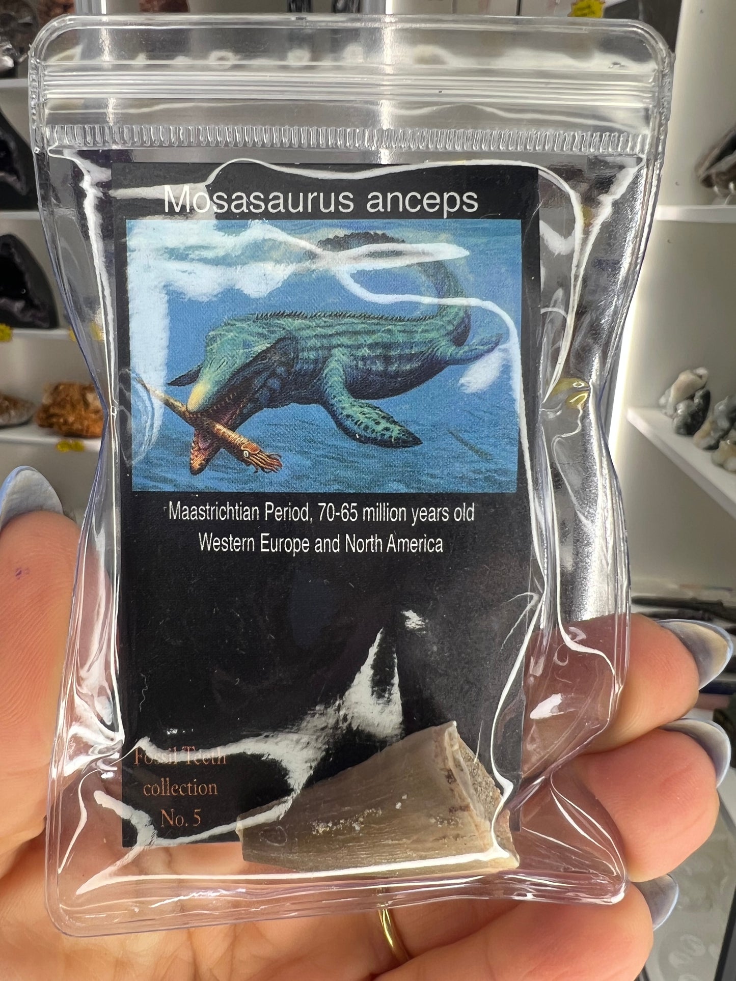 Mosasaurus Anceps Tooth