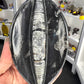 Orthoceras Plate