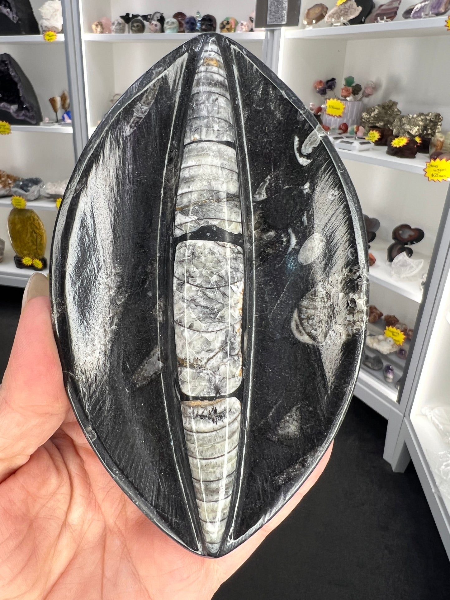 Orthoceras Plate