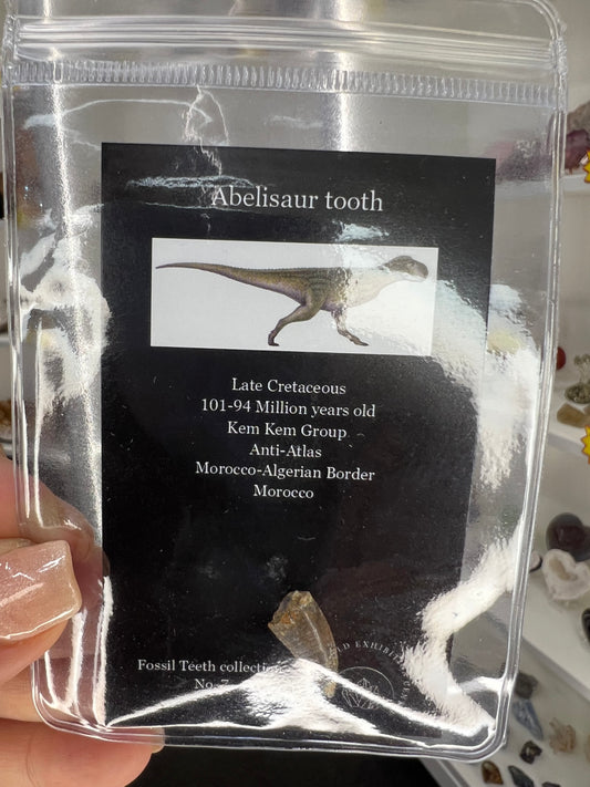 Abelisaur Tooth