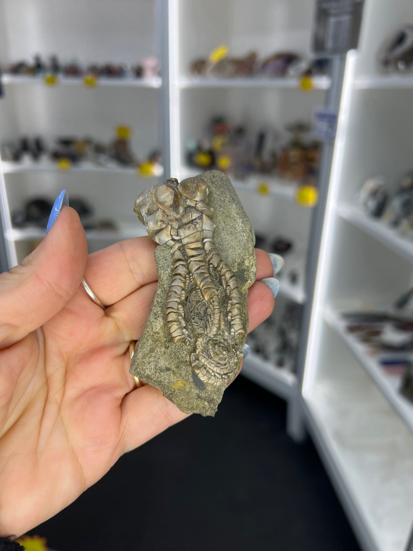 Jimbacriinus Bostocki Crinoid in Matrix