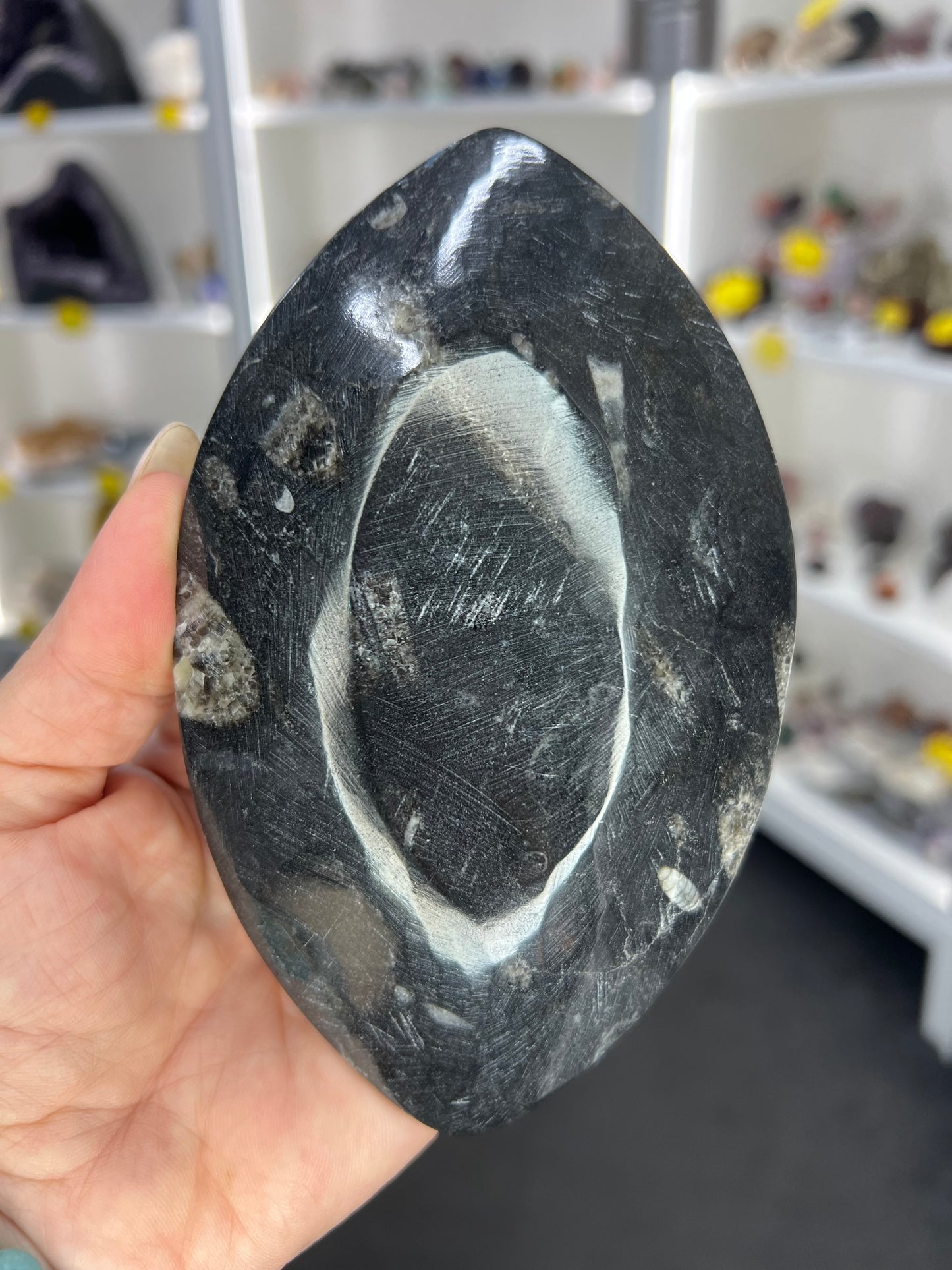 Orthoceras Plate