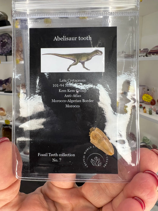 Abelisaur Tooth