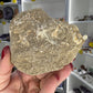 Monasaur Tooth in Matrix