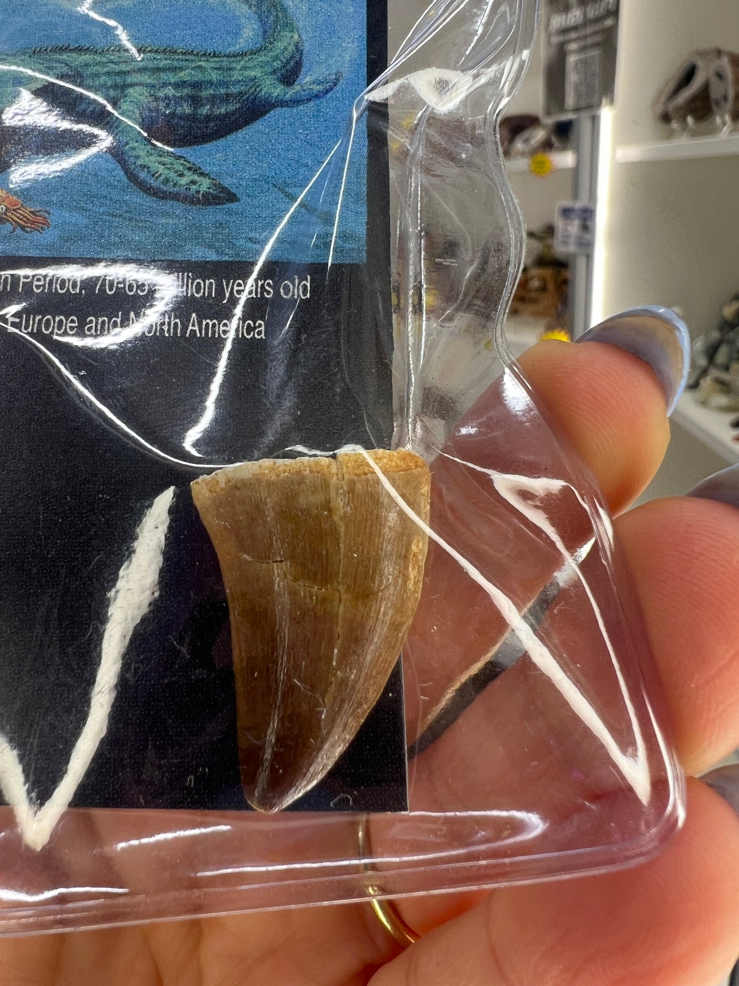 Mosasaurus Anceps Tooth