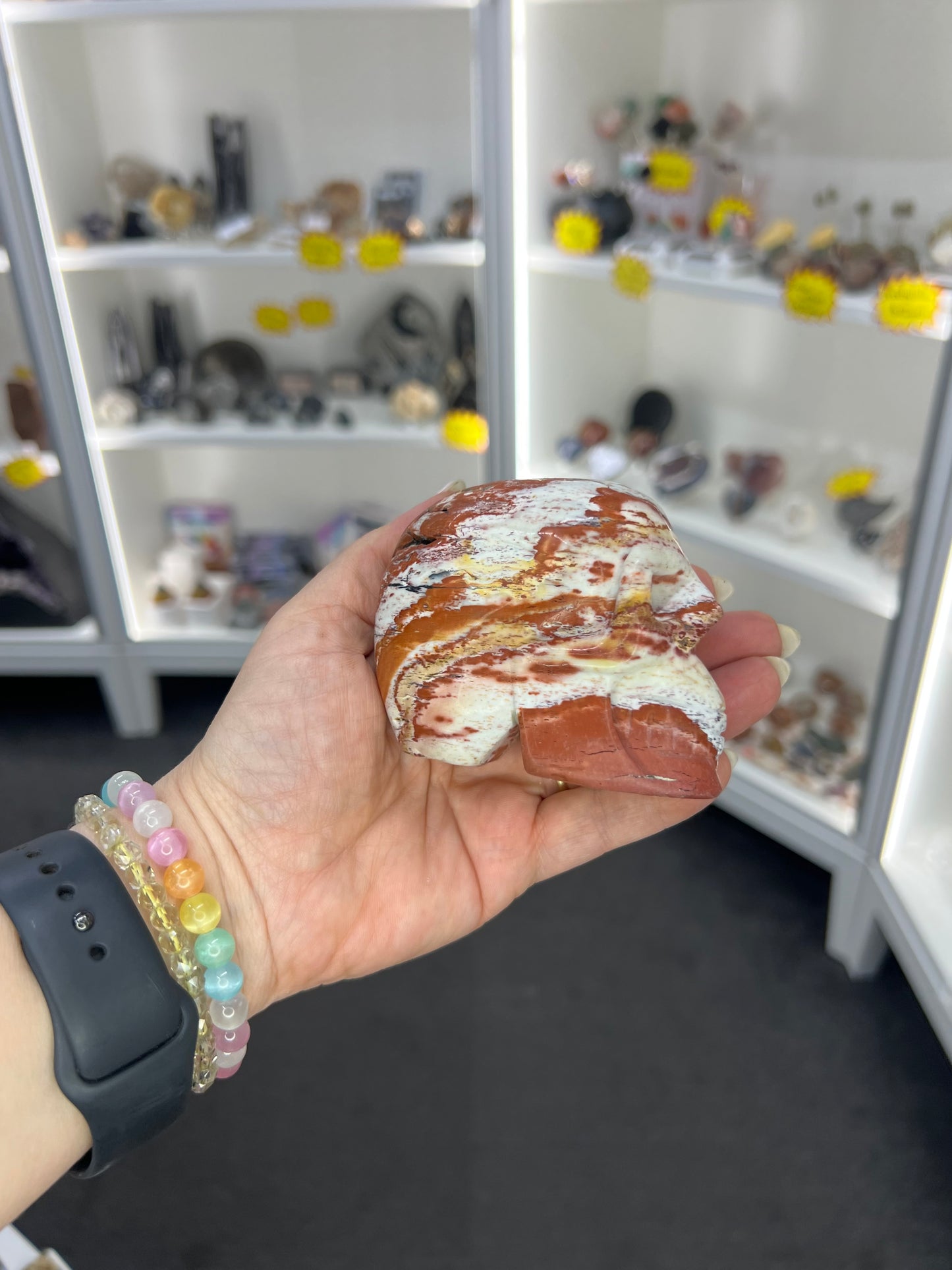 Petrified Wood Skull