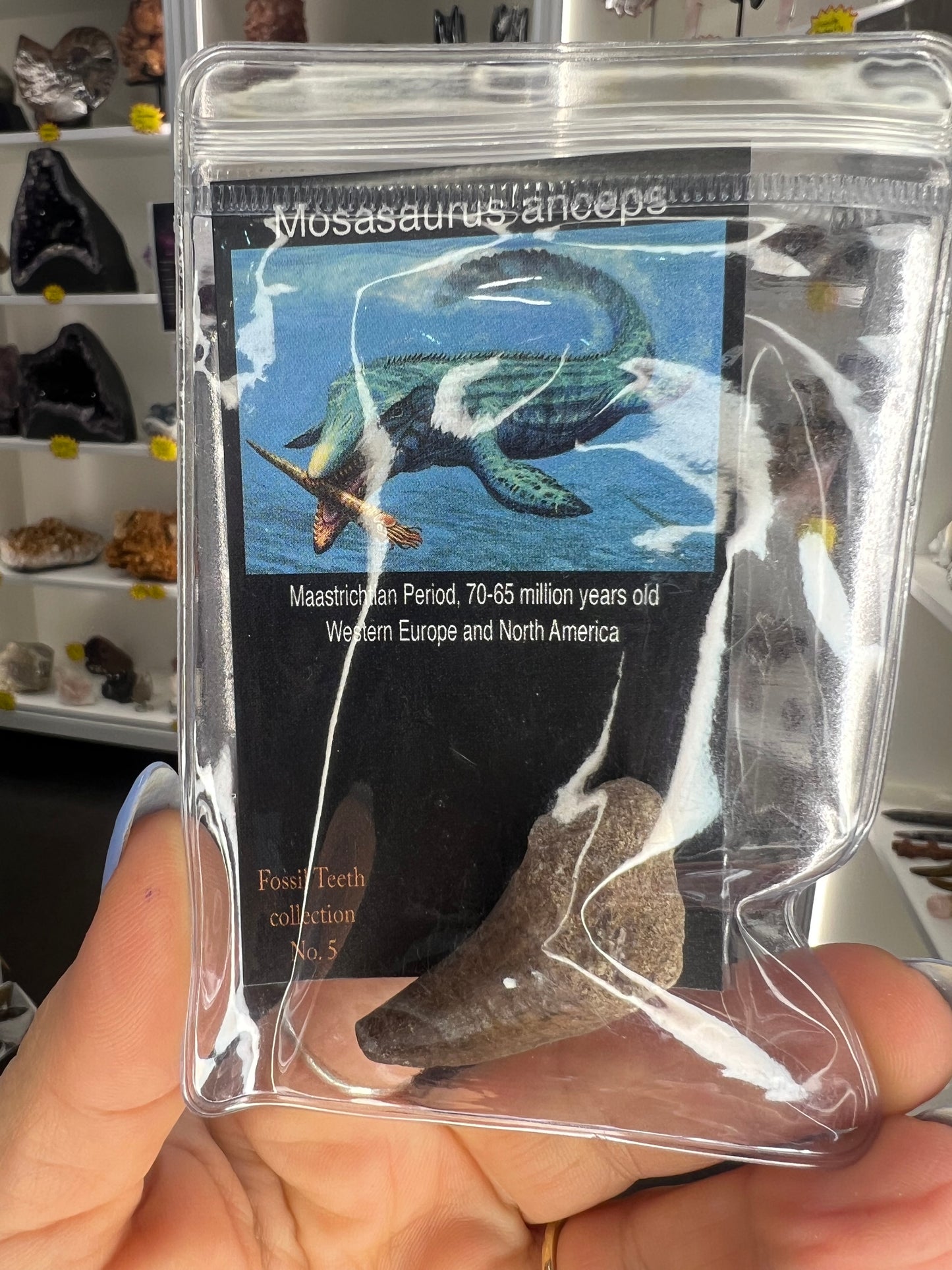 Mosasaurus Anceps Tooth