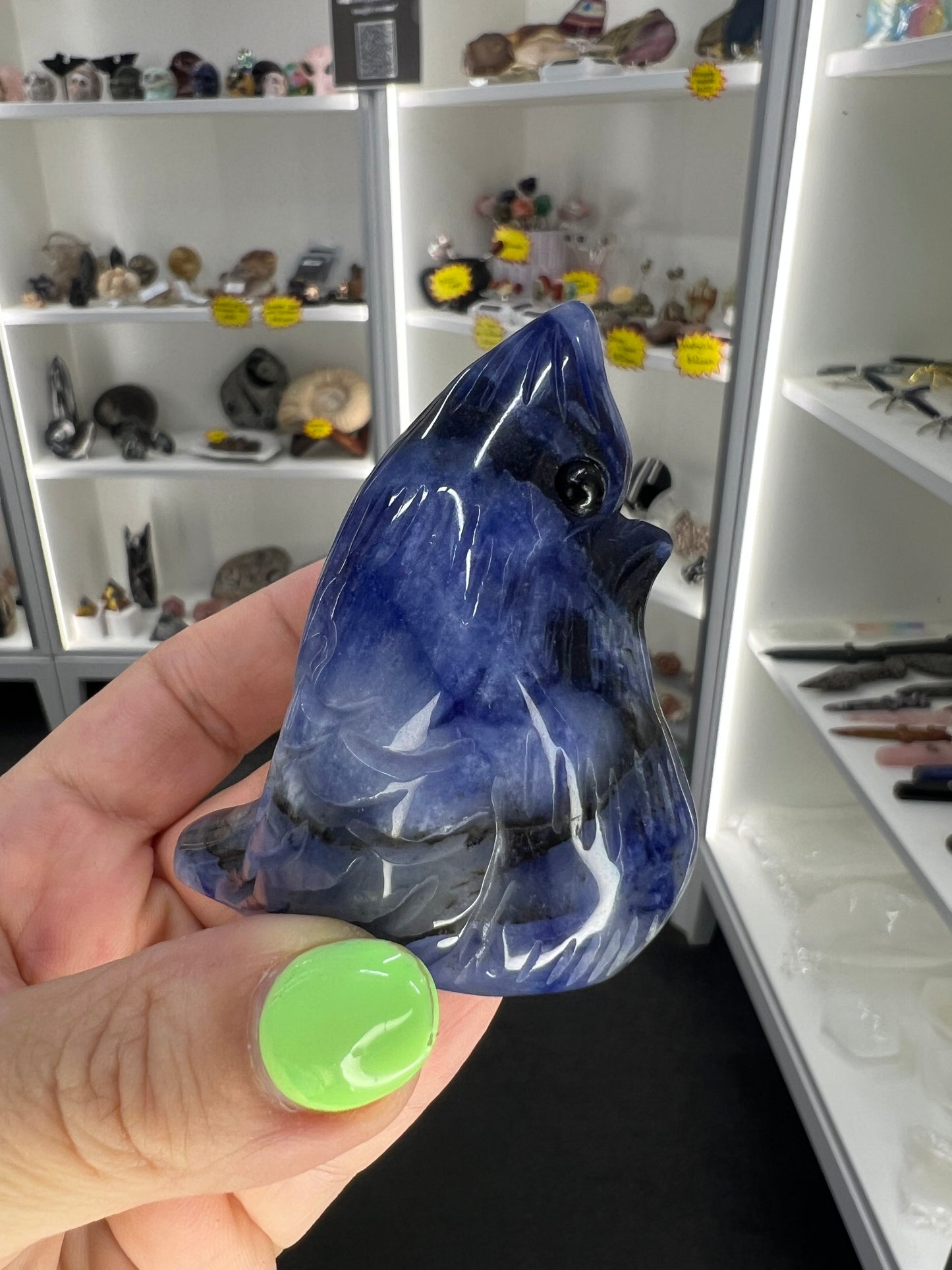 Sodalite Bird