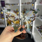 Ocean Jasper Butterfly